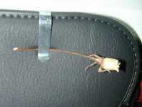 DSCN4338.jpg (27141 bytes)